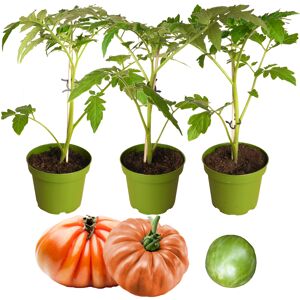 Naturtalent by toom® Historische Bio-Tomate 'Ochsenherz', 'Rote Russische' & 'Grünes Zebra' 11 cm Topf, 3er-Set