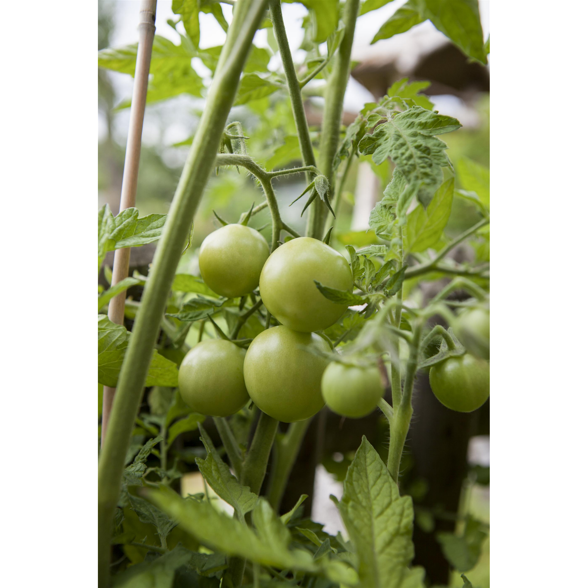 Naturtalent by toom® Historische Bio-Tomate 'Ochsenherz', 'Rote Russische' & 'Grünes Zebra' 11 cm Topf, 3er-Set + product picture