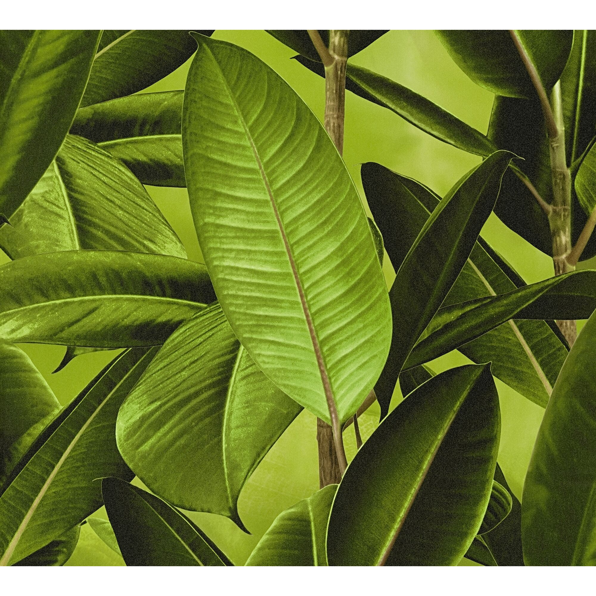 Nahaufnahme von grünen Blättern einer Pflanze.