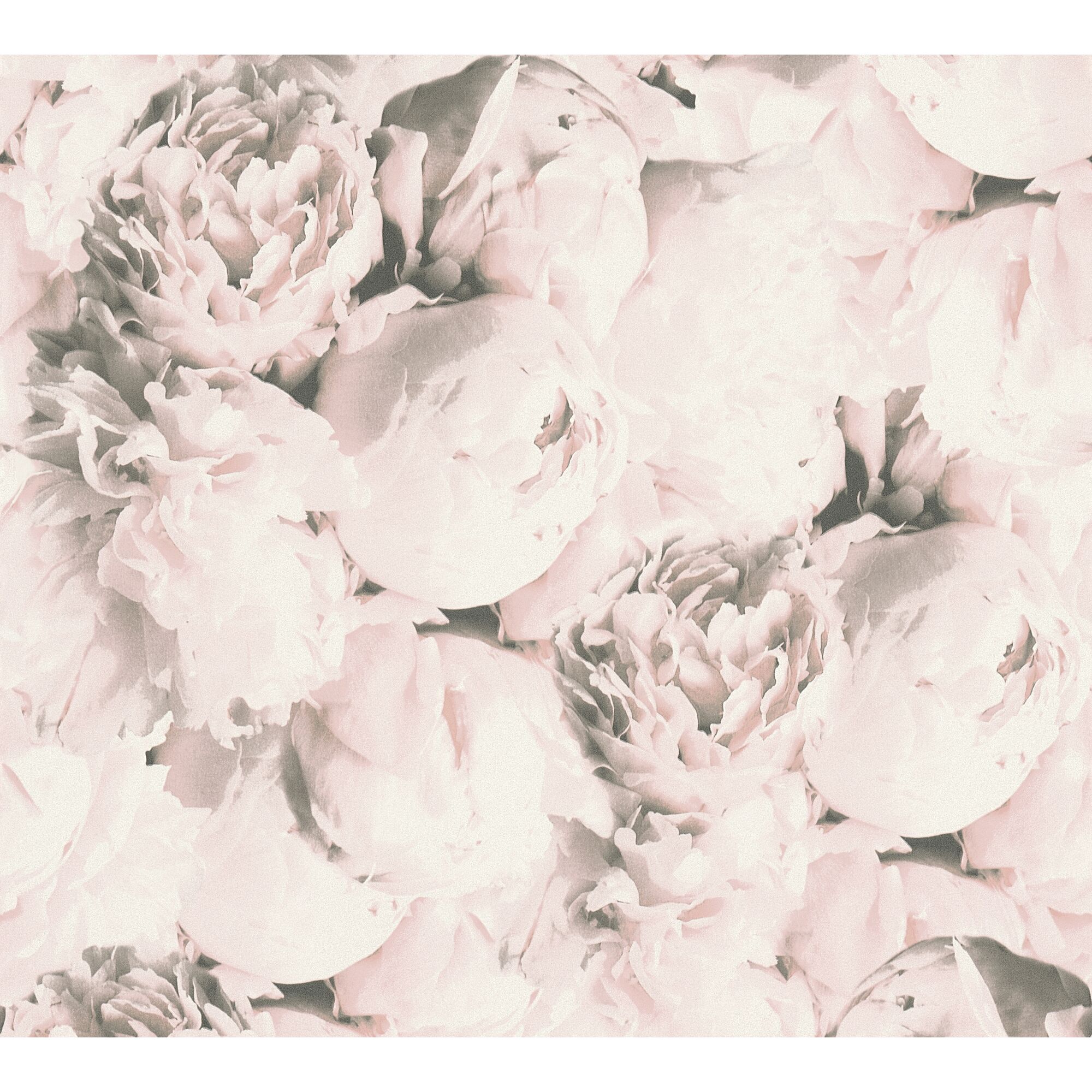 Nahaufnahme von rosa Pfingstrosen