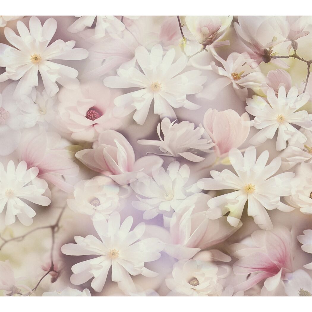 Viele rosa und weiße Magnolienblüten