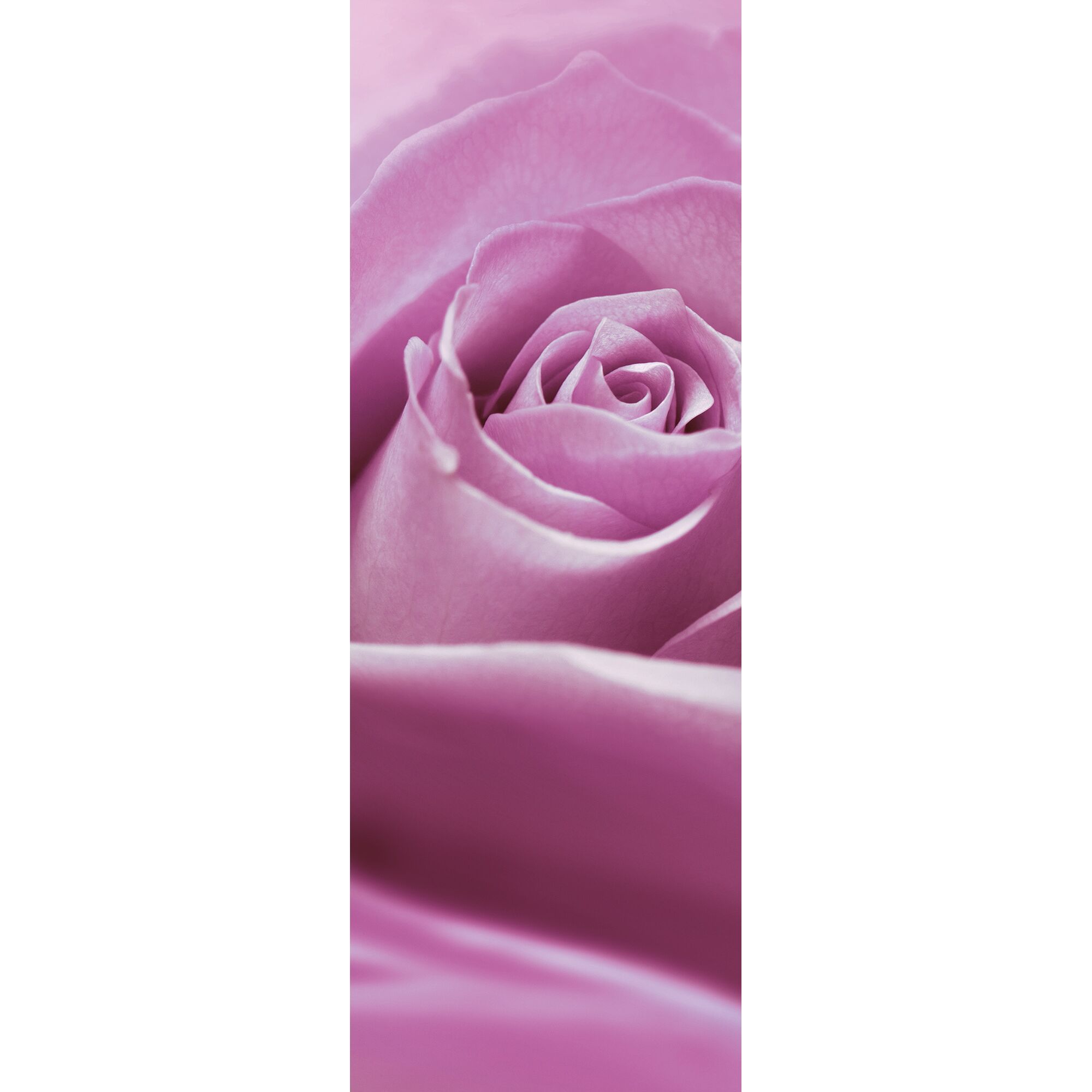 Nahaufnahme einer pinken Rose