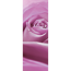 Verkleinertes Bild von Vlies-Panel 'Pink Rose'