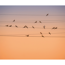 Verkleinertes Bild von Vlies-Panel 'Zugvögel'