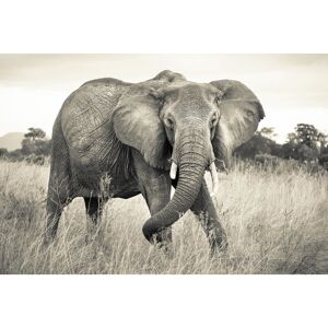 Vliesfototapete 'Elephant' 368 x 248 cm