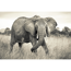 Verkleinertes Bild von Vliesfototapete 'Elephant' 368 x 248 cm