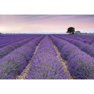 Vliesfototapete 'Provence' 368 x 248 cm