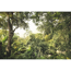 Verkleinertes Bild von Vliesfototapete 'Dschungel' 368 x 248 cm