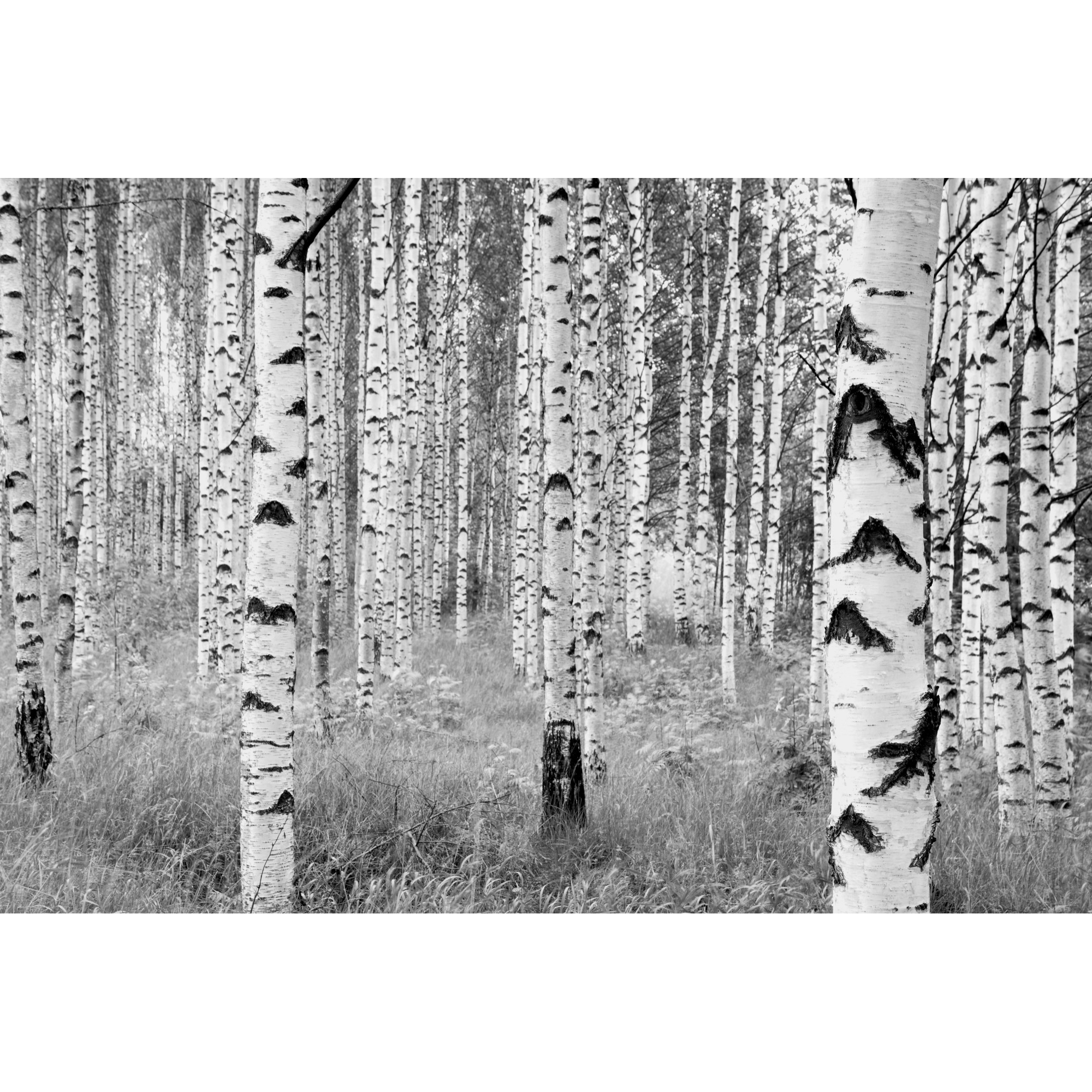Vliesfototapete 'Woods' 368 x 248 cm + product picture