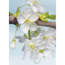 Verkleinertes Bild von Vliesfototapete 'Blossom' 184 x 248 cm