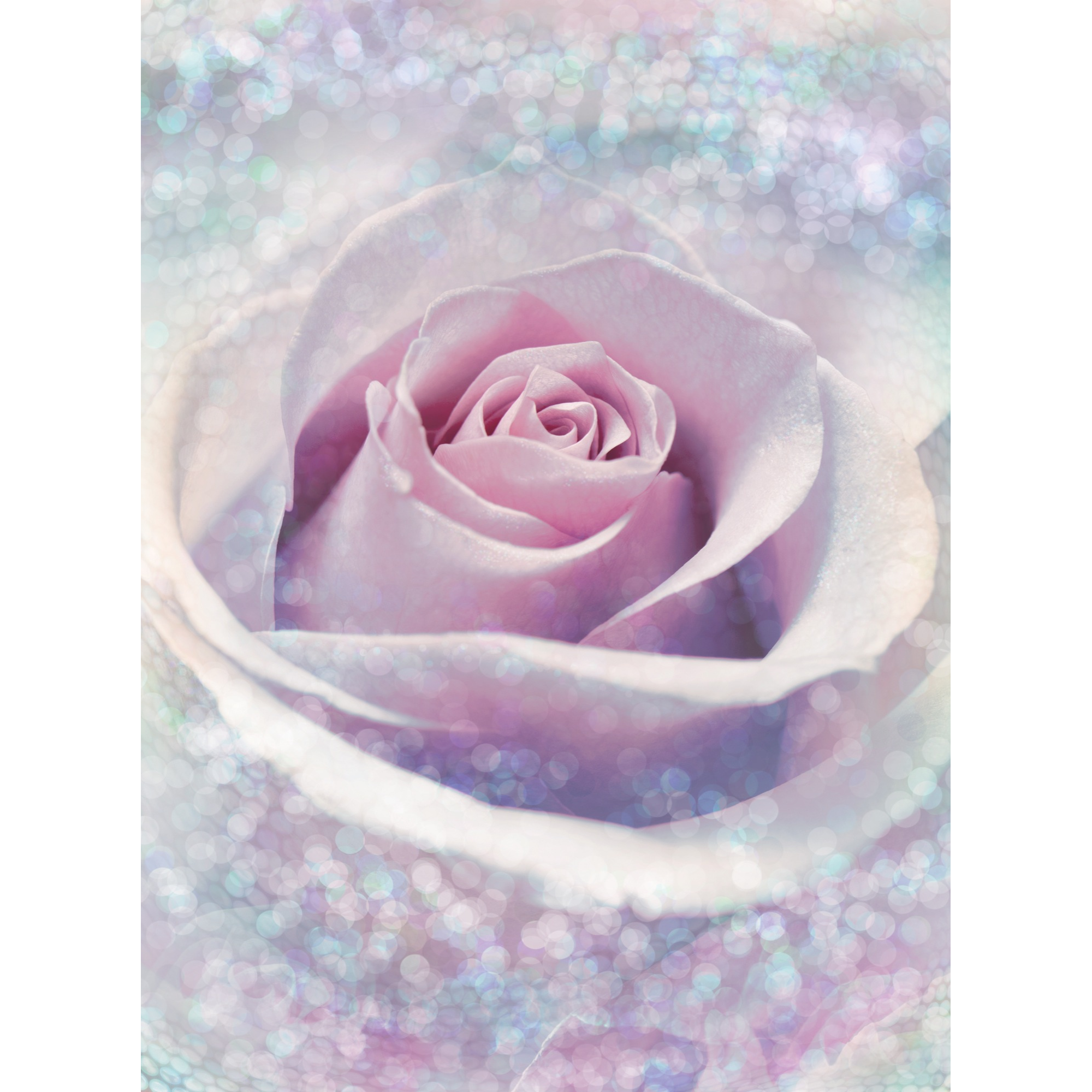 Vliesfototapete 'Delicate Rose' 184 x 248 cm + product picture