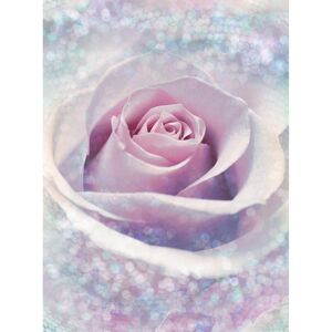 Vliesfototapete 'Delicate Rose' 184 x 248 cm