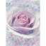 Verkleinertes Bild von Vliesfototapete 'Delicate Rose' 184 x 248 cm