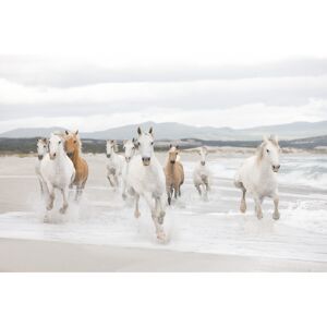 Komar Fototapete 'White Horse' 368 x 254 cm