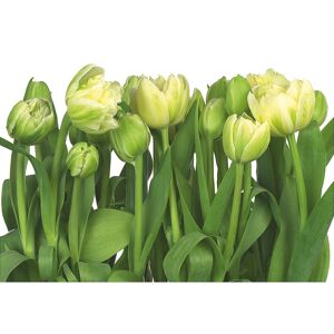 Fototapete 'Tulips' 368 x 254 cm