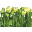 Verkleinertes Bild von Fototapete 'Tulips' 368 x 254 cm