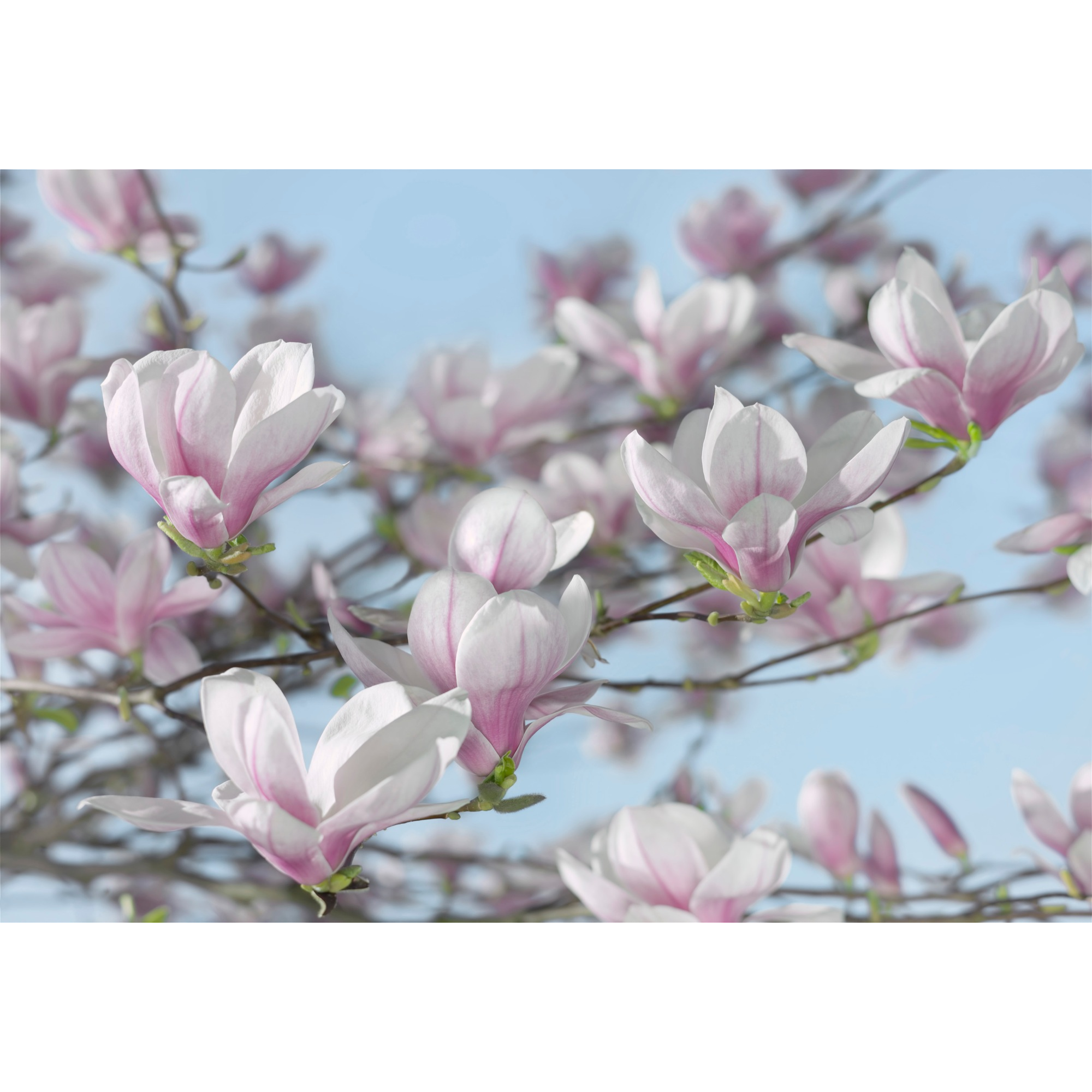 Fototapete 'Magnolia' 368 x 254 cm + product picture