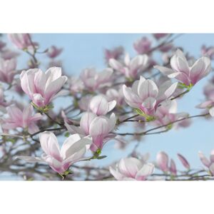Fototapete 'Magnolia' 368 x 254 cm