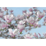 Verkleinertes Bild von Fototapete 'Magnolia' 368 x 254 cm