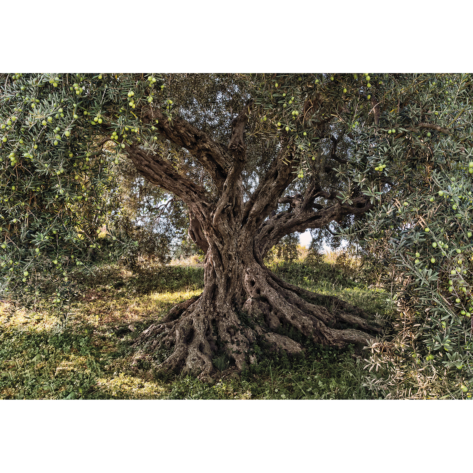 Fototapete 'Olive Tree' 368 x 254 cm + product picture