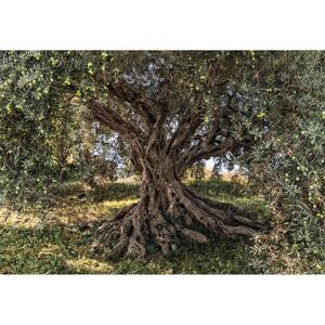 Fototapete 'Olive Tree' 368 x 254 cm
