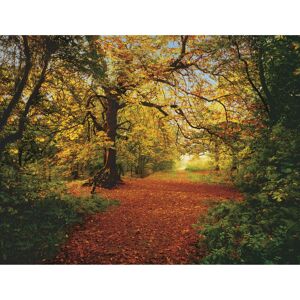 Fototapete 'Autumn Forest' 388 x 270 cm