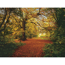 Verkleinertes Bild von Fototapete 'Autumn Forest' 388 x 270 cm