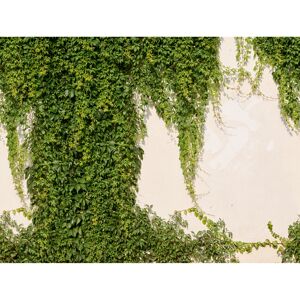 Vliestapete 'The Wall II' Efeu Wand grün 7-teilig 371 x 280 cm