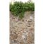 Bewachsene Steinmauer
