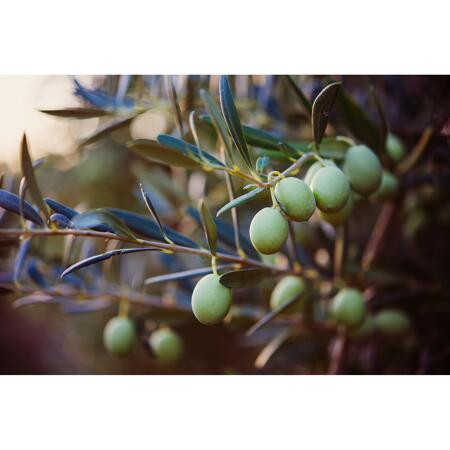 6. Bild von Wandfarbe 'Olive Green' olivgrün matt 2,5 l