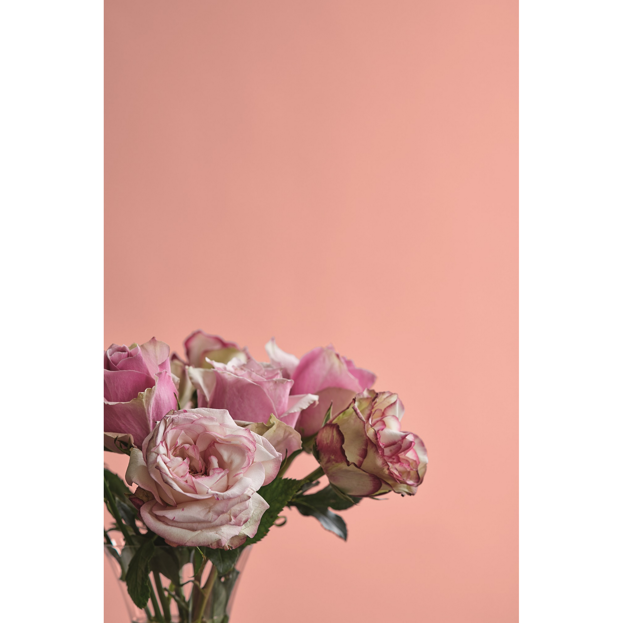 Feine Farben 'Kokette Sinnlichkeit' rosa seidenmatt 2,5 l