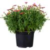 Topfpflanze mit rosafarbenen Blüten
