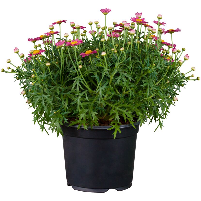 Topfpflanze mit rosafarbenen Blüten