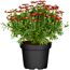 Topfpflanze mit roten Blüten