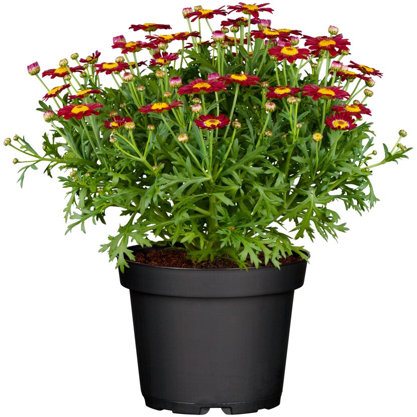 Topfpflanze mit roten Blüten