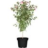 Fuchsie im Topf