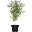 Fuchsie im Topf