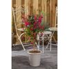 Fuchsie im Topf