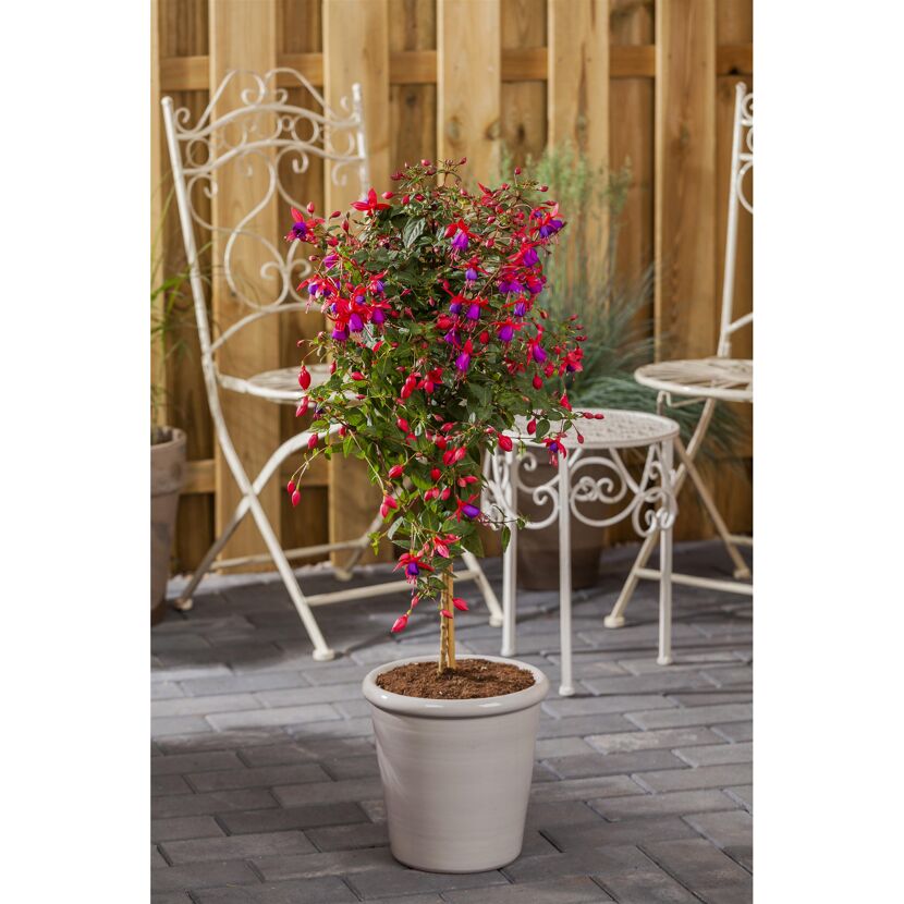 Fuchsie im Topf