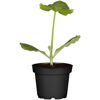 Jungpflanze Gurke Zucchini Sommerfrische im Topf