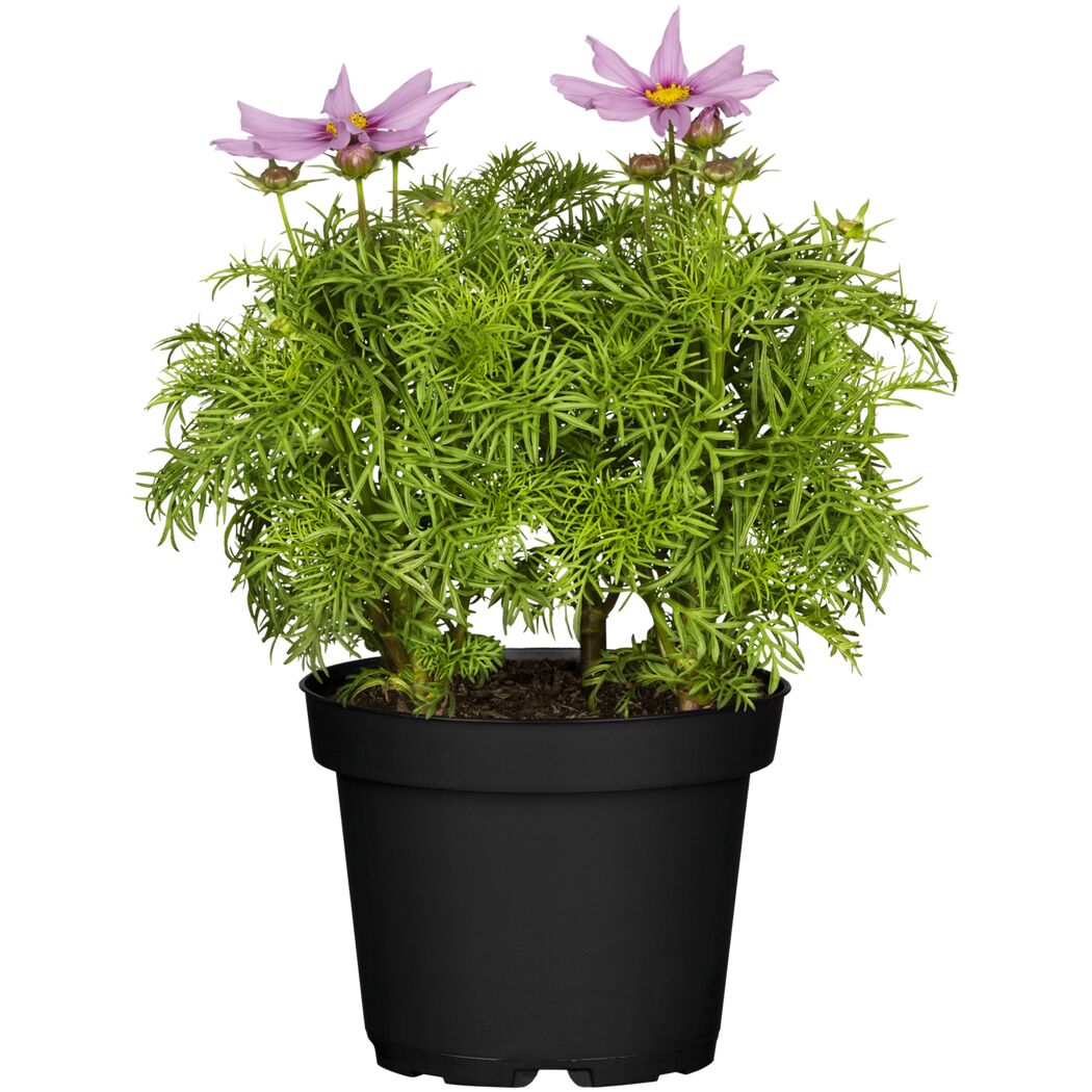 Schmuckkörbchen verschiedene Farben 13 cm Topf