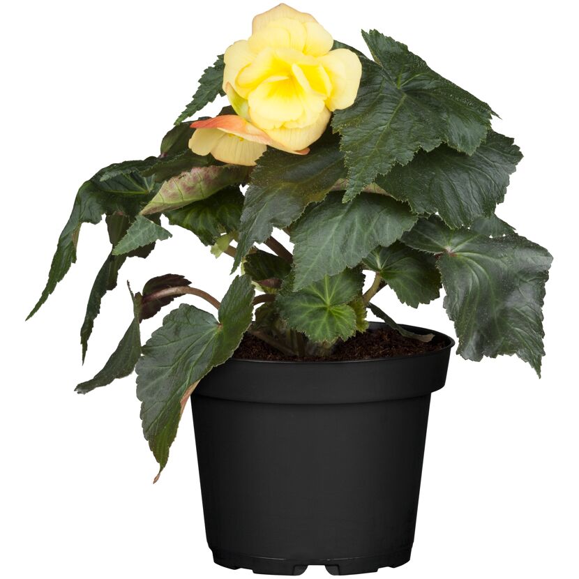 Begonie mit gelber Blüte im schwarzen Topf