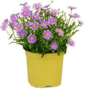 Beetpflanze nützlingsfreundliche Sorten 13 cm Topf