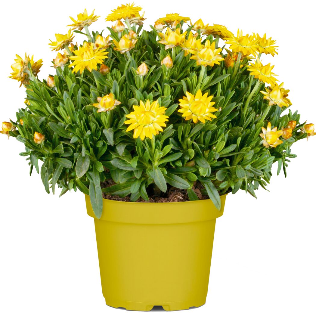 Gelbe Strohblumen in einem gelben Topf