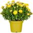 Gelbe Strohblumen in einem gelben Topf