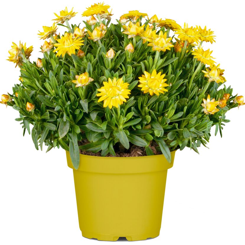 Gelbe Strohblumen in einem gelben Topf