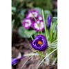 Blauer Krokus mit orangenen Blütenstempel