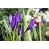 Lila Krokusse mit grünen Blättern