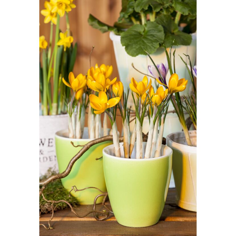 Gelbe Krokusse im Topf