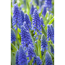 Verkleinertes Bild von Traubenhyazinthe blau, 10,5 cm Topf, 3er-Set